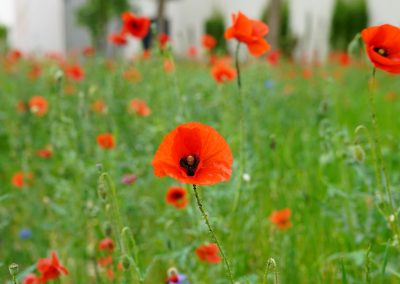 Blühender Klatschmohn im Mai. Wer kann sich diesem Rot entziehen. Insekten lieben ihn.