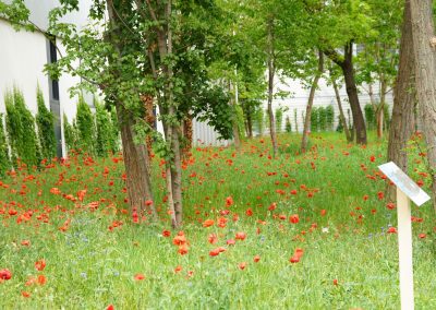 Im Mai: Überall Klatschmohn in der Blühwiese.