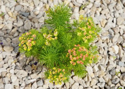 Einfach schön anzuschauen: Euphorbia cyparissias blüht im Mai.