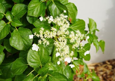 Die Kletterhortensie blüht bereits im Mai.
