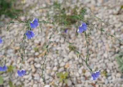 Lein, Linum perenne, beeindruckt mit zartblauen Blüten. Er ist anspruchslos und sät sich auch aus.