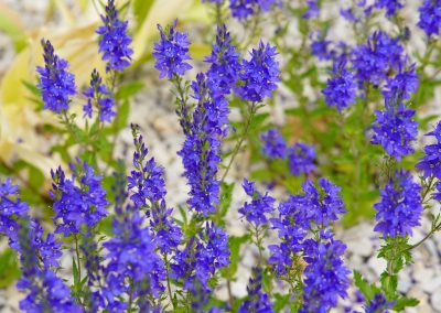Beeindruckt mit kräftigem Blau: Veronica Teucrium. Blüht im Mai.