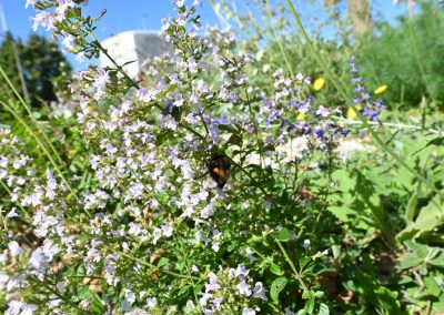 Und sind die Blüten noch so zart und unscheinbar, Hauptsache es gibt Nahrung, dann kommen auch die Insekten.