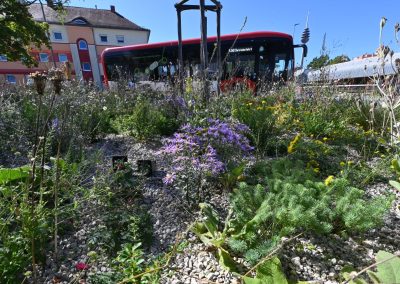 Stauden der Mischung Silbersommer, die im Hochsommer tatsächlich den notwendigen Touch Silber bieten. An einigen Stellen wurde kürzlich nachgepflanzt.