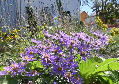Die Mischung im Staudenbeet machts. Verschieden hohe, kompakte bis filigrane Stauden bieten ein immer abwechslungsreiches Bild. Blühten tatsächlich vom zeitigen Frühjahr bis in den späten Herbst.