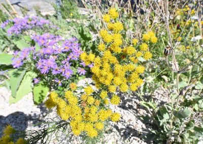 Die gelb blühende Aster linosyris ist bis auf eine kurze Zeit, direkt nach dem Rückschnitt im Frühjahr, das ganze Jahr über eine hervorragende Strukturpflanze im Staudenbeet. Sie eignet sich für Steppenpflanzungen in Verbindung mit Gräsern wie Schwingel und mit Disteln besonders gut.