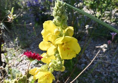 Die Königskerze (Verbascum), auch Fackelblumen oder Wollkraut genannt, darf in keinem Staudenbeet fehlen. Sie ist eine Pflanzengattung aus der Familie der Braunwurzgewächse (Scropulariaeae). Es gibt etwa 300 meist zweijährige bis kurzlebige Arten. Sie sät sich selbst aus.